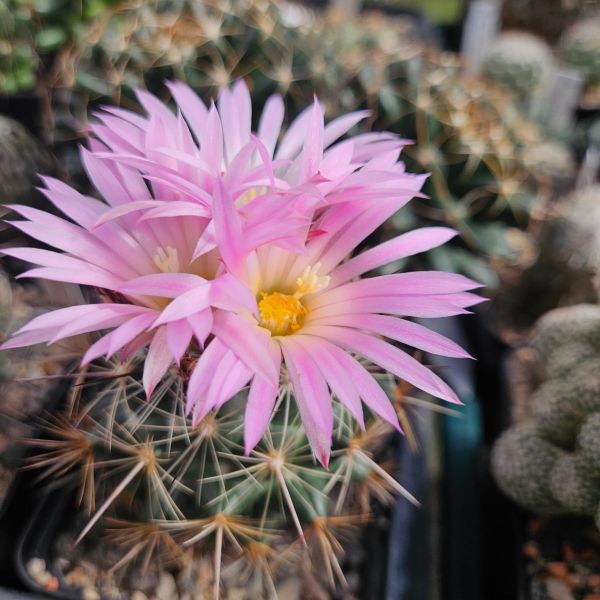 Coryphantha magentae - Lau 1244